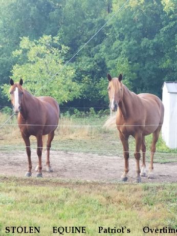 STOLEN EQUINE Patriot`s Overtime, Willow RECOVERED 12/30/18 Near Long Lane, MO, 65590